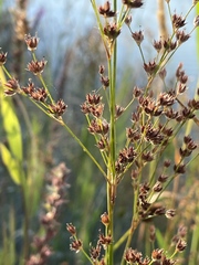 Juncus oxymeris