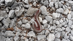 Narceus americanus