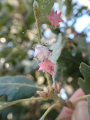 Cynips douglasii