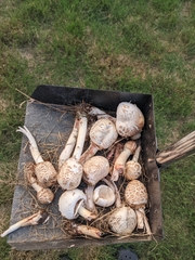 Chlorophyllum brunneum
