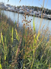 Juncus oxymeris