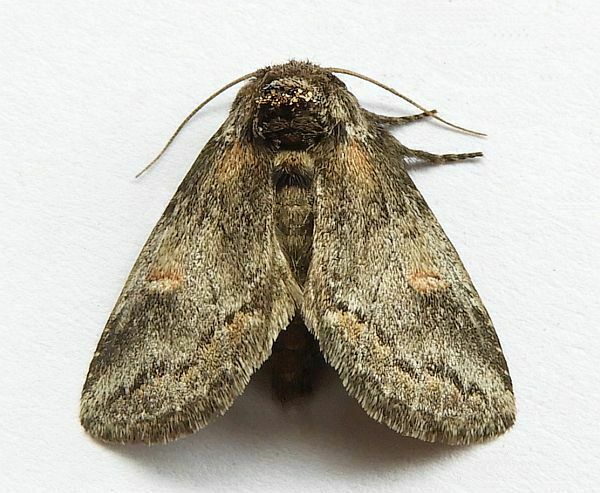 Praeschausia zapata