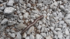 Narceus americanus