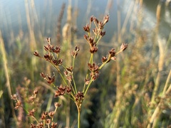 Juncus oxymeris