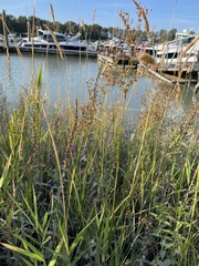 Juncus oxymeris