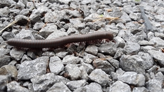 Narceus americanus