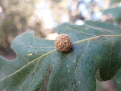 Cynips multipunctata
