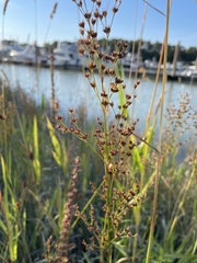 Juncus oxymeris