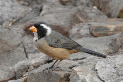Saltator aurantiirostris