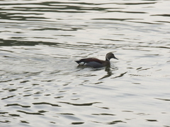 Callonetta leucophrys