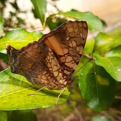 Hypanartia lethe