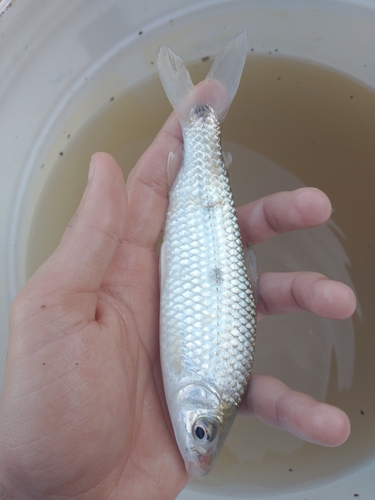 Reinhardt's leporinus (Leporinus reinhardti) — Anostomidae — 5