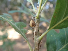 Disholcaspis eldoradensis