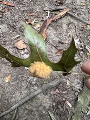 Callirhytis infuscata