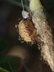 Disholcaspis eldoradensis
