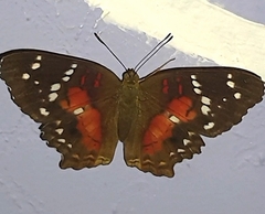 Anartia amathea