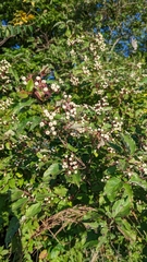 Cornales