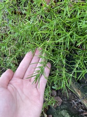 Phlox subulata
