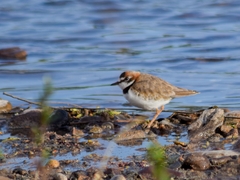 Charadrius collaris