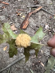 Callirhytis infuscata