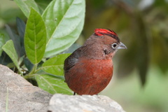 Coryphospingus cucullatus