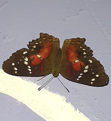 Anartia amathea