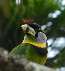 Psilopogon pyrolophus