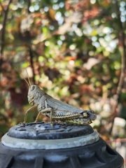 Melanoplus differentialis