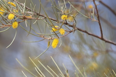 Acacia pteraneura