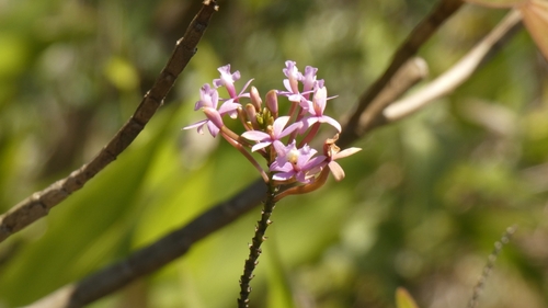 Image of Epidendrum secundum by (c) Ben Costamagna, some rights reserved (CC BY)