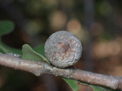 Burnettweldia washingtonensis