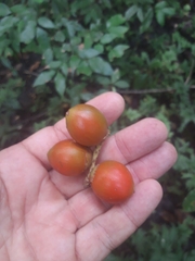 Desmoncus orthacanthos