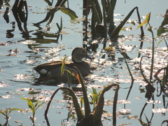 Callonetta leucophrys