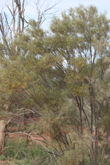 Acacia pteraneura