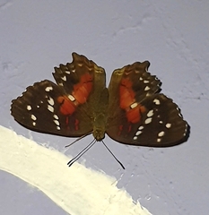 Anartia amathea