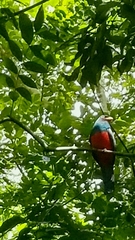 Trogon massena