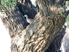 Callonetta leucophrys
