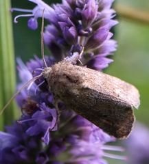 Lacinipolia meditata