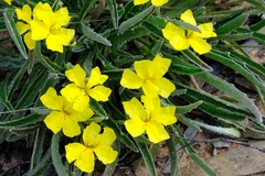 Goodenia willisiana