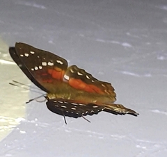 Anartia amathea