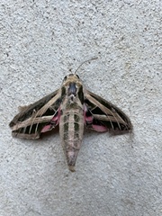 Eumorpha fasciatus