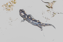 Salamandra salamandra