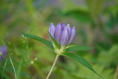 Gentiana andrewsii
