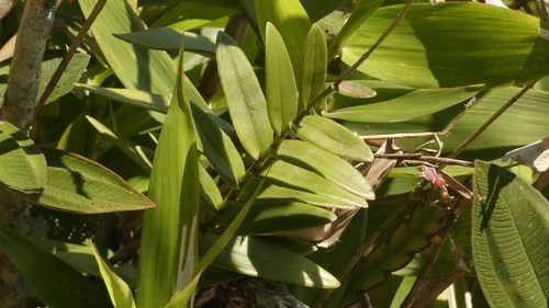 Image of Epidendrum secundum by (c) Ben Costamagna, some rights reserved (CC BY)