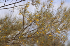 Acacia pteraneura