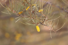 Acacia pteraneura