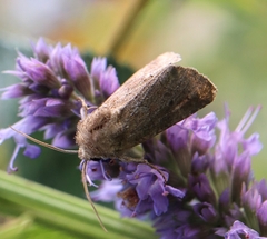 Lacinipolia meditata