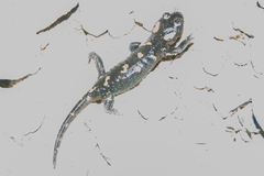 Salamandra salamandra