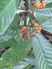 Palicourea racemosa
