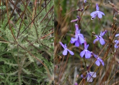 Lobelia chamaepitys